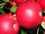 Яблоня декоративная Тринити